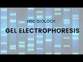DNA Fingerprint Analysis Concepts
