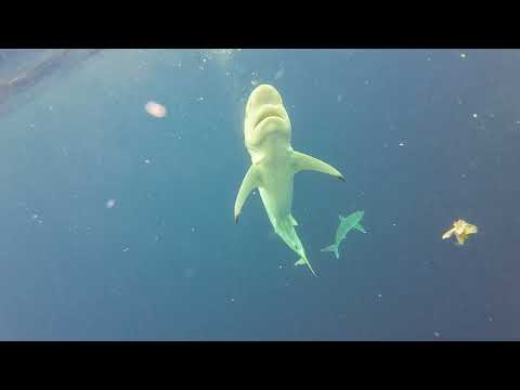 TK's Trips S2 E1 - Shark Swarms and Squalls. TK Gets it all this trip!