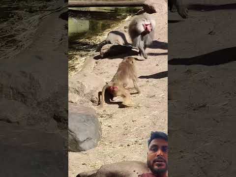 #monkey #lifeisbutadream #zoo #animals #cute #wildlife #adorably #monkeycomedy #funny