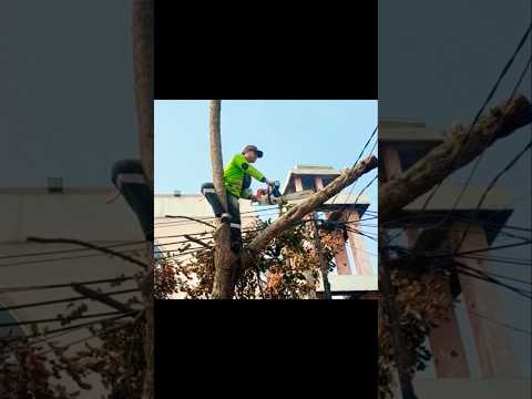 Woodworking the process of felling large trees #shortvideo #woodworking #chainsawman