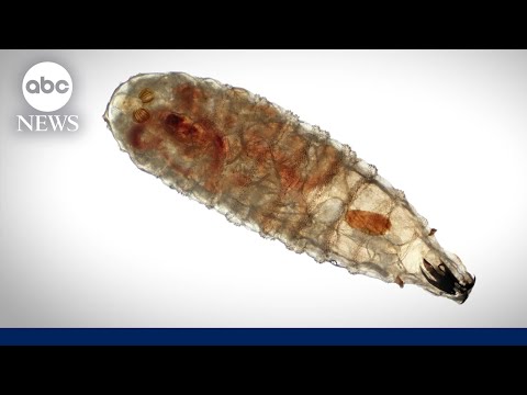 YouTube video thumbnail: What to Know About New World Screwworm
