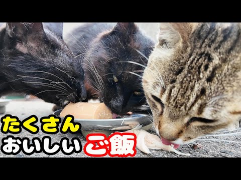 たくさんのおいしいご飯を猫たちにあげると・・・ さくらねこたちへのエサやり あんこ君