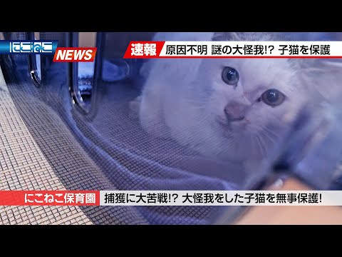 【にこねこ速報】後ろ足を引きずっている子猫を緊急保護しました