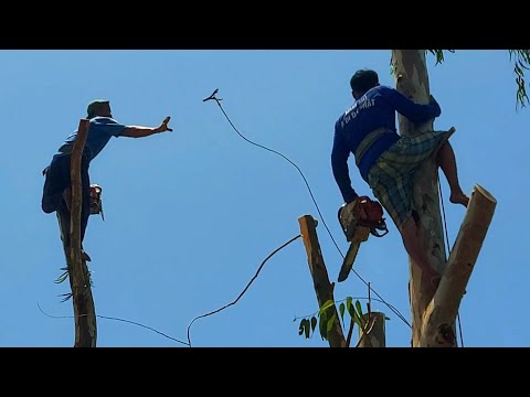 Cưa ba cây nghiêng ra sông | t46