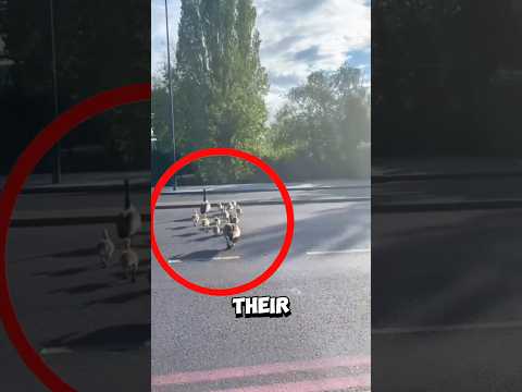 All the cars stopped when this brave goose family crossed the road ❤️ #goose
