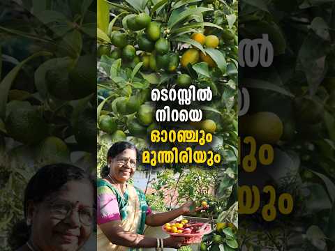 ടെറസ്സിൽ നിറയെ ഓറഞ്ചും മുന്തിരിയും  | മട്ടുപ്പാവ് പറുദീസയാക്കിയ വീട്ടമ്മ