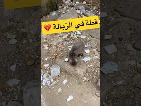انقذت قطة من الموت ❤️✨ #animallover #قطط #cat #اكسبلور #viralvideo #explore #kitten #عمر_سعيد