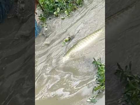 Câu cá khổng lồ làm gãy cần câu #cacconvat #docla #fishing