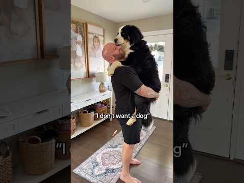 A man and the dog he didn’t want…🐶❤️#didntwanttodobutdid#bestfriends#unexpectedbond#fyp#petlove