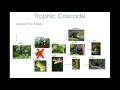 Ecosystem Dynamics and Species Interactions