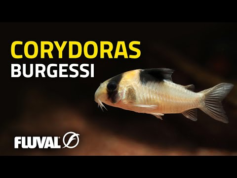 Species Spotlight | Burgess' Corydoras