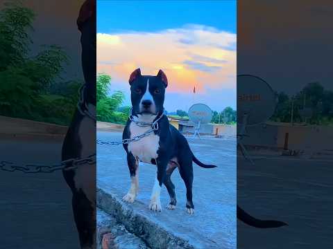 Pitbull puppy kharid liya 🐶 #minivlog #vlog