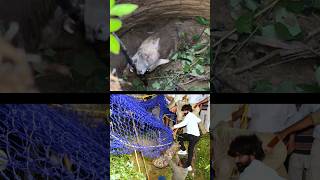 हैरतअंगेज कारनामा, कुएं में गिरे 2 खूंखार जानवर का रेस्क्यू कैसे किया! Dangerous Hyena Animal Rescue