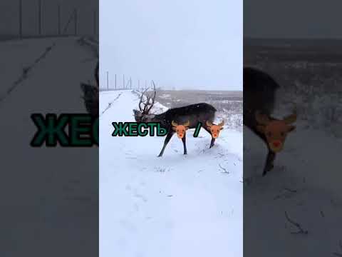 ЖЕСТЬ. Олень остался живой. Дикая природа. Уникальные кадры. Охота на оленя #shorts