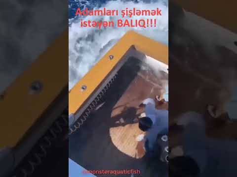 Adamları ŞİŞƏ taxmaq istəyən BALIQ necə olur? 😬#short #ov #hunt #keşfet #kesfet #ocean
