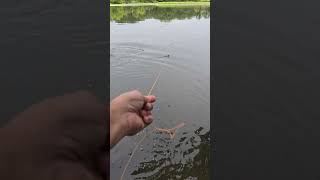 Grandiosa pesca con carrete y linea de mano atrape uno GRANDE