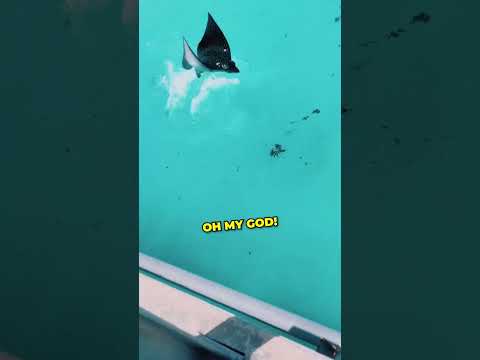 Stingray wanted to surprise her ❤️ #shorts #shortsvideo #shortsfeed