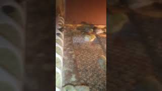 Codornas Chinesas Mais um pouquinho