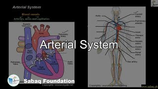Arterial System
