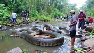 World’s Largest Snake Spotted by Villagers in Jungle River