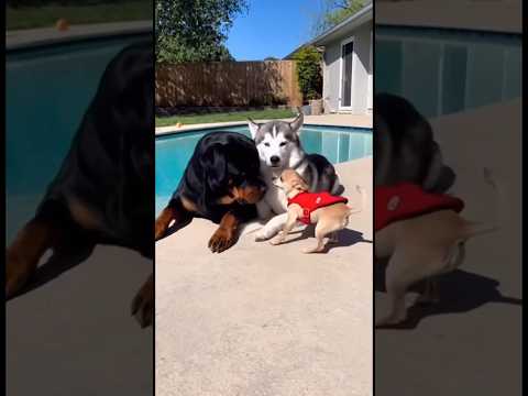 Super Chihuahua in Trouble 😵💫 With Rouwiller and Husky #funnyshorts #funny #funnycute #fun