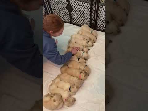 Cute Golden Retriever Puppies Sleeping Peacefully || PETASTIC 🐾