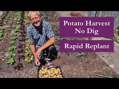 No Dig Potato Harvest – 39kg in 79 Days! Replanting with Leeks Same Day | Homeacres July Garden
