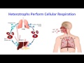Carbon Cycle Concepts and Processes