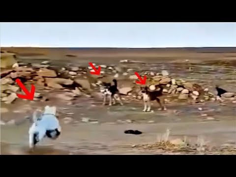 Mutts attacking wrong dogs and regretting straight after!!!