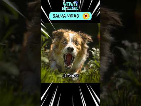 Meme do cachorro Salva-vidas 🤣 #Shorts #dublavovo #memes
