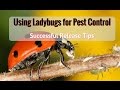 Integrated Pest Management with Ladybugs