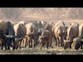 Buffalo Herd Behavior and Safety