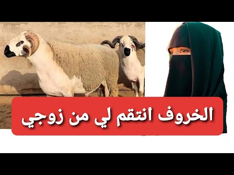 الخروف انتقم لي من زوجي 👌قصة حقيقية ‼