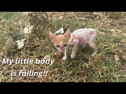 Rescued: A Tiny Kitten Hauling Her Pain-Crippled Body... Furless. Shelterless.
