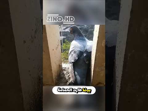 هذا الرجل إعتنى بحمامة فردة له الجميل بطريقتها ❤️😲👍