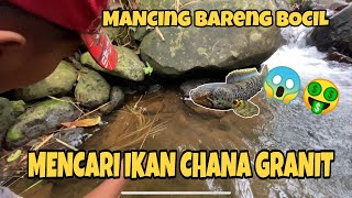 Bocil Cuan Mancing Ikan Channa