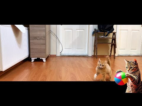 Sweet cat playing ball