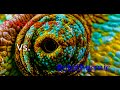Endothermic and Ectothermic Animals