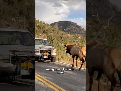 Seekor Rusa Mencari Bantuan Di Jalan 🫎