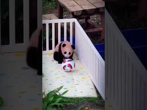 The panda cub that can only crawl just kicked away the football with one paw. #panda #funny #cute