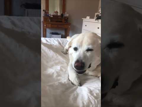 Самый радостный чих собаки