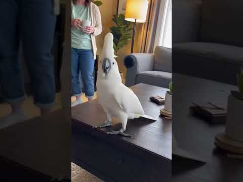 My Dancing May Cause Eye Damage ๐ญ