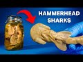 Shark Embryo Identification and Characteristics
