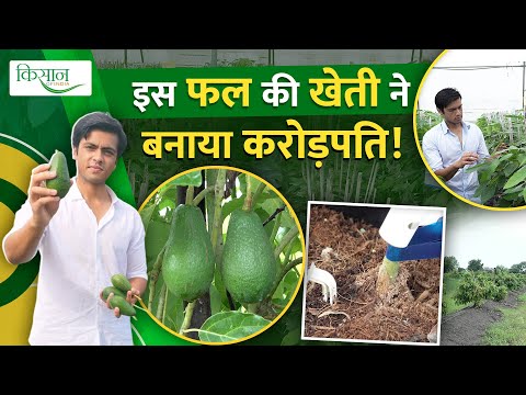 Israel से भोपाल पहुंची एवोकाडो खेती की उन्नत तकनीक, हर्षित गोधा की Avocado Nursery। Medicinal Fruit