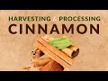 Cinnamon Cultivation and Processing