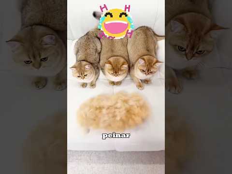 This man made a lot of things with the fur of his cat.🤩#cat #catshorts #cute #pets
