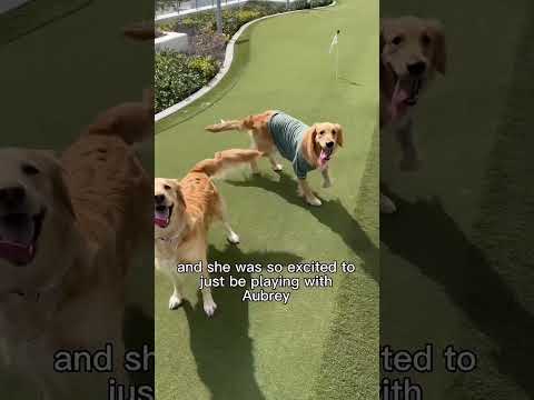 Golden Retrievers meets her friend furry watcher #goldenretriever #dogs #cute