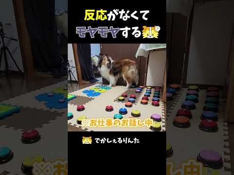 反応がなくてモヤモヤするシェルティ【会話ボタンでしゃべる犬】 #shorts #犬