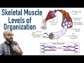 Exploring Skeletal Muscle Organization and Filament Structure
