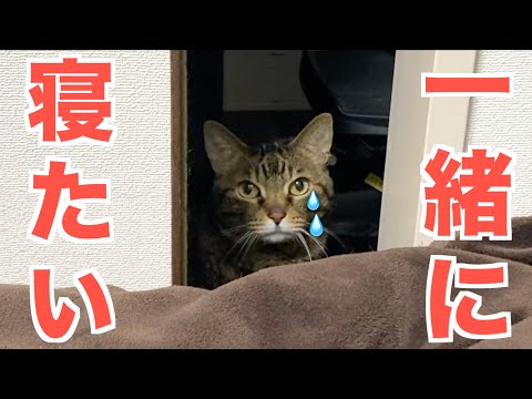 どうしても飼い主と一緒に寝たくて夜中に部屋にくる猫...